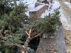 «Тую можно забрать?»: деревья выкорчевали на Аллее Героев в Волгограде