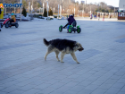 Покусанная бойцовской собакой жительница Волгоградской области отсудила моральный ущерб