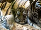 «Они просто гниют заживо»: волгоградцам раскрыли кошмар фотосессий с милыми тигрятами