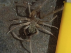 Хищный паук с трупным ядом замечен в Волгоградской области