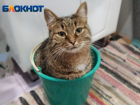 О поддельных графиках отключения горячей воды предупредили волгоградцев