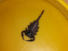 Гигантский скорпион заполз в квартиру на четырнадцатом этаже в Волгограде 