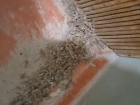 "Их тут тысячи!": горы тараканов заполнили многоэтажку в Волгограде - видео