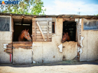 «Разрушать – не строить», – волгоградский общественник о сносе конюшни с лошадьми в «Сосновом бору»