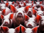 Свиней убивают из-за чумы в Волгоградской области 