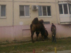 Утренний выгул верблюда в Волгограде запечатлели на фото жители города 