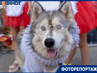 Собачий карнавал в центре Волгограда удивил прохожих