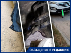 Два новых случая атак бездомных собак в Волгограде: гнались за 10-летним ребенком и изгрызли бензопровод Hyundai