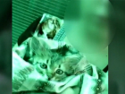 Маленькая зоозащитница записала видеообращение к волгоградцам со спасенным котенком