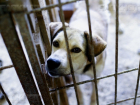 Волгоградцы собирают подписи, чтобы не дать коммунальщикам Тракторозаводского района умерщвлять собак