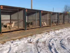 Приют "Лисёна" за два года стерилизует 2300 бездомных волгоградских собак 
