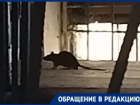Крысы-убийцы поселились в многоэтажке в Волгограде: видео