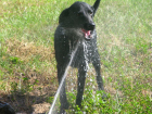 Под Волгоградом в приюте «Дино» собак спасли от засухи