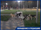 Стая бродячих собак распугала детей в новом парке Волжского