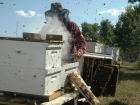 Под Волгоградом полицейские поймали похитителя пчелиных ульев