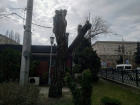 Прокуратура Волгограда нашла массовые нарушения при обрезке деревьев в центре города