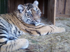 Владельцы, спасающие зоопарк от голодной смерти в Волгоградской области, готовы продать его