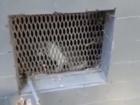 Замурованного в подвале кота в Волгограде уже месяц не могут вызволить 