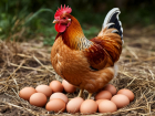 Волгоградские курицы стали рекордсменами в ЮФО по числу яиц 