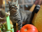 Кота с необычными усами спасли от усыпления после публикации "Блокнот"