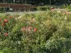 Власти Волгограда прокомментировали ситуацию с позорными розами на набережной