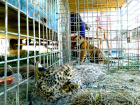 Камышинский зоопарк подарит маленького леопарда Путину после анализа ДНК