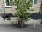 Волгоградские дорожники закатали в асфальт зеленое дерево