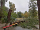 Бушующий ветер сломал тополь пополам в Волгограде