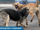 На юге Волгограда бродячие псы напали на пенсионерку, порвав ей ногу