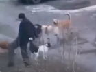 Бродячие собаки набросились на волгоградца: видео