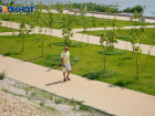 Ждать ли тени знойным летом – 2021: порядок обрезки деревьев утвердили в Волгограде 