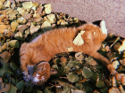 Волгоградка сняла на видео рыжего котика, "купающегося" в осенних листьях