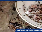 Жуткое нашествие тараканов на юге Волгограда попало на видео