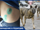 Собака покусала 4-летнего мальчика на детской площадке в Волгограде
