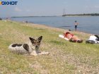 Об убийственной жаре +41 предупредили волгоградцев