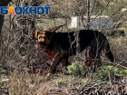 Обгладывающую окровавленный скелет собаку сняли в Волгограде 