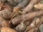 Такую морковь даже свиньи жрать не будут, - волгоградцы сняли на видео гнилье в супермаркете