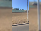 Покраска газона «жидкой травой» попала на видео в Волгограде 