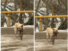 Волгоградские живодеры покалечили пса и выкинули умирать на мороз