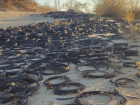 Кладбище из сотен шин нашли на берегу Волги под Волгоградом