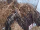 Подстреленного краснокнижного орлана-белохвоста спасают под Волгоградом 