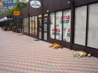 В Волгоградской области готовят обращение в Госдуму о сокращении уличных собак