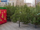 Торговля новогодними елками началась в Волгограде