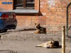 Волгоградская область получит право уничтожения бродячих собак 