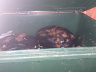 Выброшенные в мусорный контейнер летучие мыши в Волгограде оказались некраснокнижными