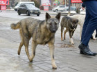 Более 2 тысяч животных бесплатно простерилизовали волгоградские волонтеры 