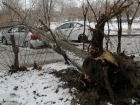 Ветром повалило деревья на машины в Волгограде: кто заплатит владельцам за ремонт