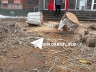 Причина массовой вырубки деревьев озвучена в Волгограде 