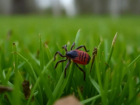 Клещи продолжают нападать на волгоградцев в сентябре