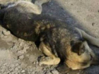 Под Волгоградом охотник убил породистую собаку, напавшую на его пса